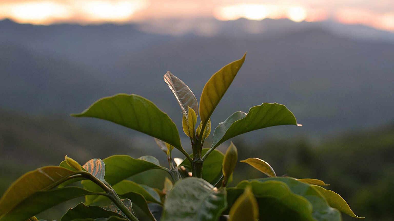 / ED&F Man Commodities peru scenery mark furniss